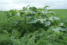 Datura-Plant-growing-wild