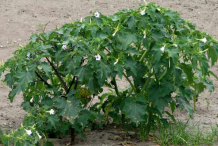 Datura-plant