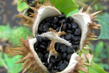 Datura