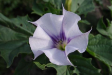 Flower-of-Datura