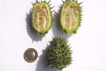 Half-cut-Unripe-fruit
