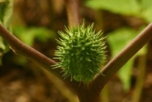 Immature-seedpod-on-the-plant