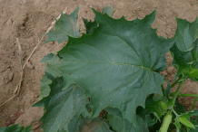 Leaves-of-datura-plant