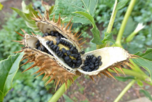 Mature-seedpods-on-the-plant