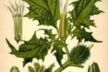 Plant-illustration-of-datura