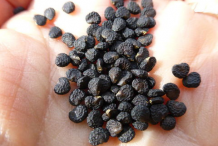Seeds-of-Datura