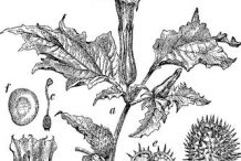 Sketch-of-Datura