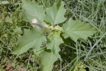 Small-Datura-plant