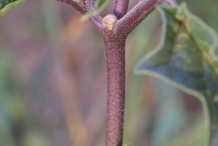 Stem-of-Datura-plant