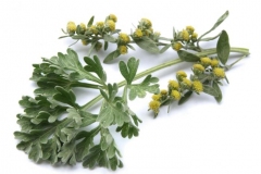 Davana-flower