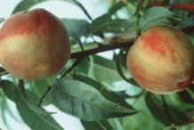 Mature-fruits-of-Davids-plum