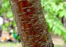 Bark-of-Davids-plum