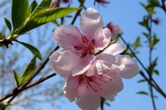 Closer-view-of-flower-of-Davids-plum