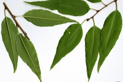 Closer-view-of-leaves-of-Davids-plum