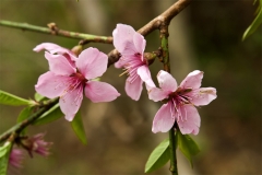 Flowers-of-Davids-plum