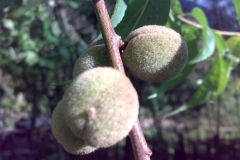 Immature-fruits-of-Davids-plum