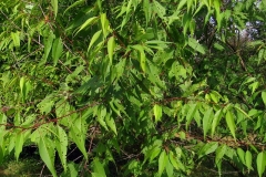 Leaves-of-Davids-plum