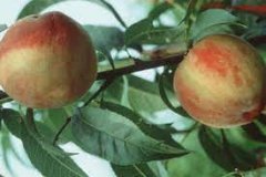 Mature-fruits-of-Davids-plum