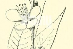 Sketch-of-Davids-plum