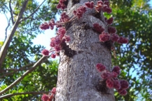 Davidson-plum-bark