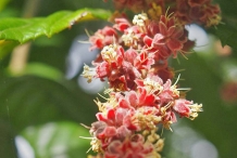 Davidson-plum-close-up-flower