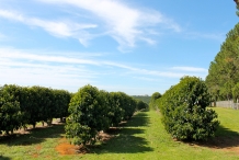Davidson-plum-farm