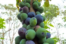 Davidson-plum-fruit