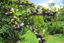 Davidson-plum-in-the-tree