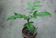 Davidson-plum-plant