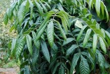 Leaves-of-Davidson-plum