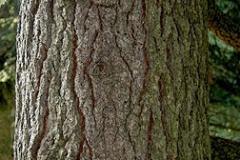 Bark-of-Deodar-tree