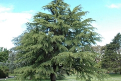 Deodar-Tree