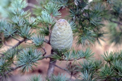 Female-cones-of-Deodar
