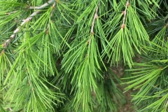 Leaves-of-Deodar