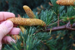 Male-cones-of-Deodar
