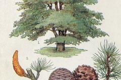 Plant-illustration-of-deodar