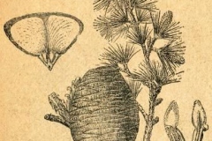 Sketch-of-Deodar
