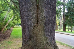 Trunk-of-Deodar