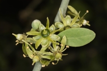 Flowers-of-Desert-Date