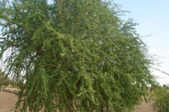 Desert-Date-Tree