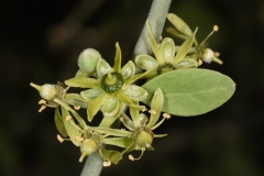 Flowers-of-Desert-Date