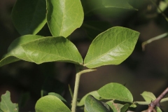 Leaves-of-Desert-Date