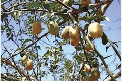 Mature-Desert-Date-on-the-tree