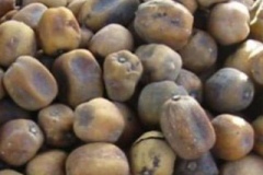 Mature-fruits-of-Desert-Date