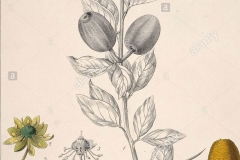 Plant-Illustration-of-Desert-Date