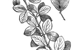 Sketch-of-Desert-Date