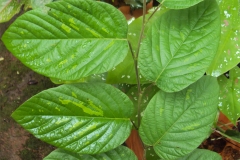 Leaves
