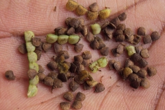 Seeds