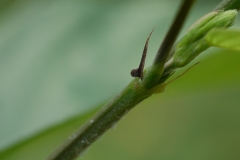 Stem