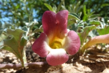 Devil's-claw-flower